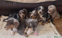 Miniature Dachshund dogs for sale: Stunning KC Registered Miniature Dashound  - Image 2