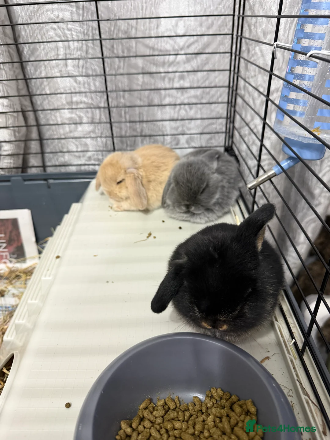 Mini Lop rabbits for sale: 6 gorgeous mini lops  in Tiverton - Advert 16