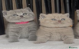 British Shorthair cats for sale: Absolutely beautiful BSH kittens  - Image 12