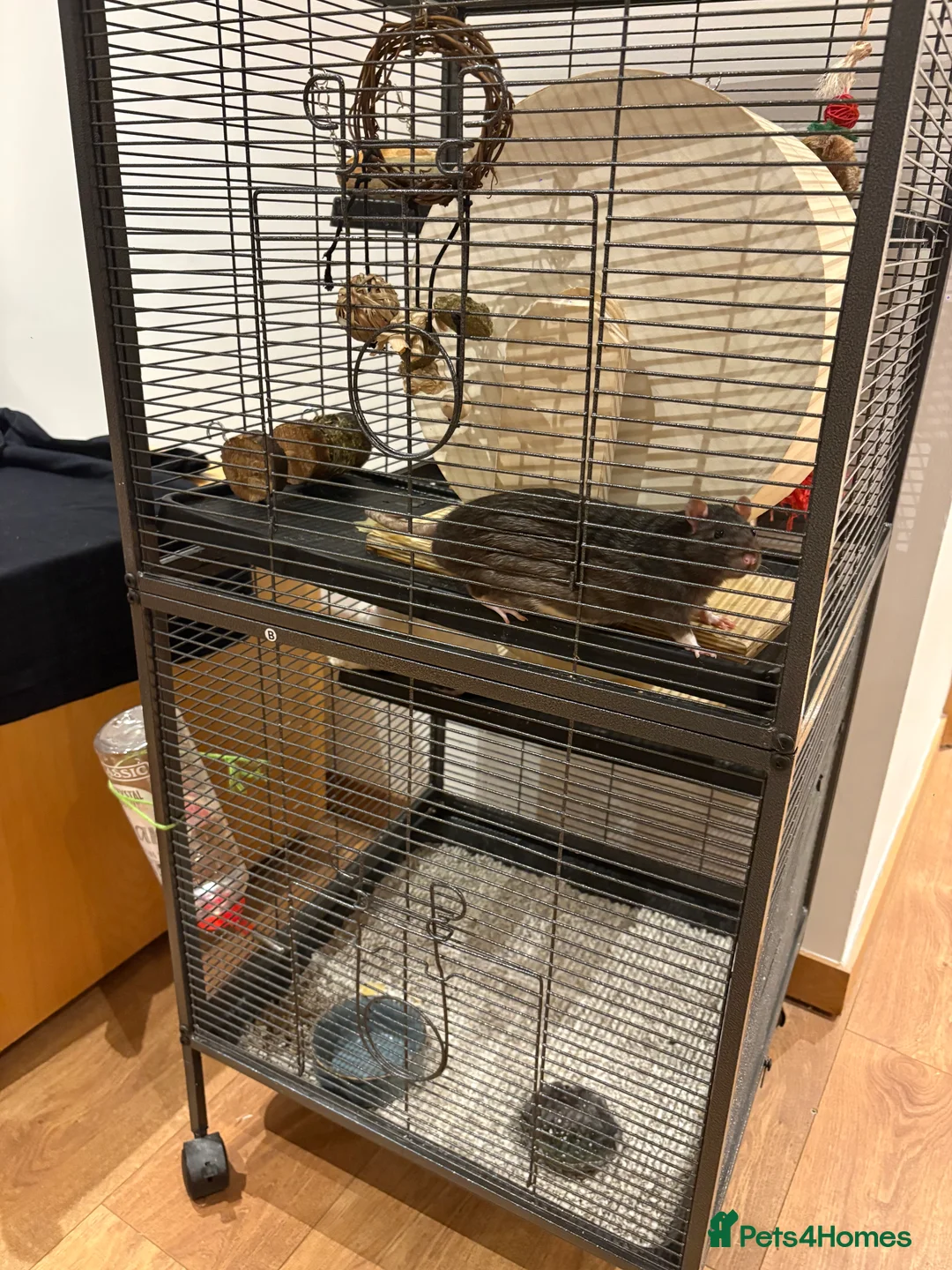 Rat rodents for sale: Rats with cage - Advert 7