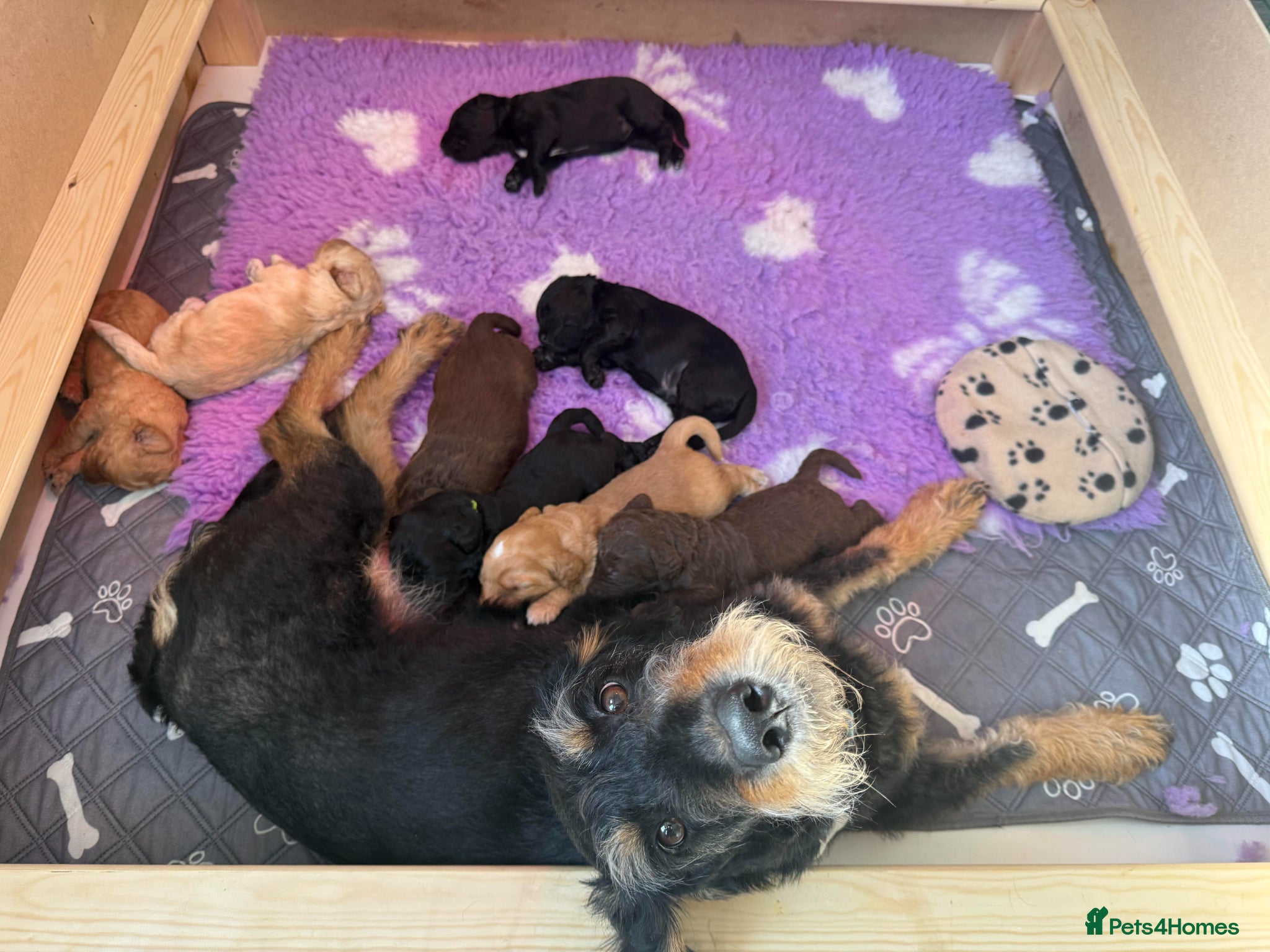 Labradoodle dogs F1B Labradoodle puppies - Advert 2