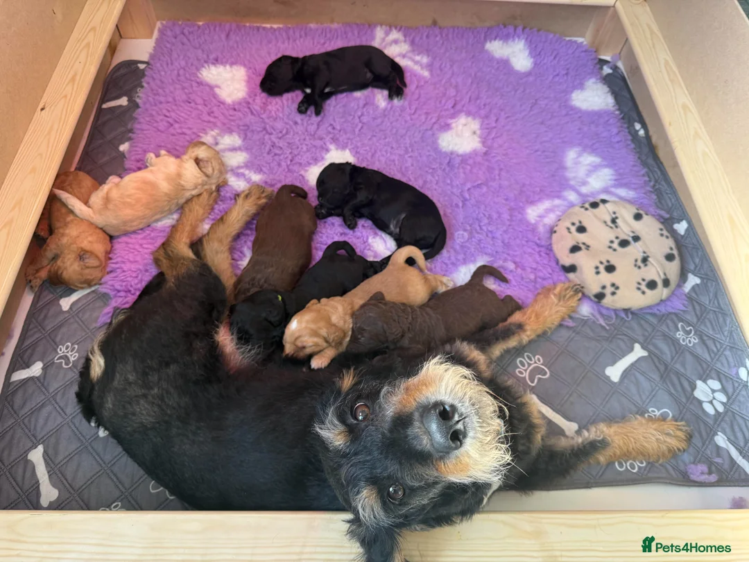 Labradoodle dogs for sale: F1B Labradoodle puppies in Milton Keynes - Advert 2