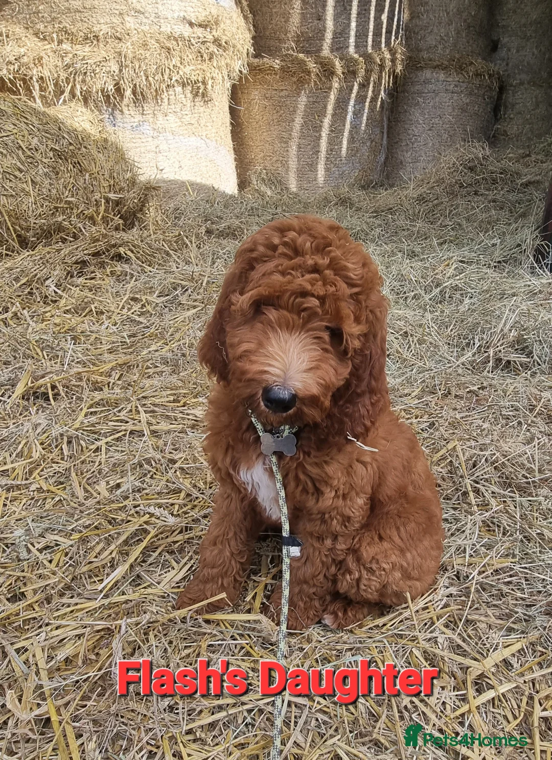 Irish Doodle dogs for stud: Irish Doodle Stud, Proven, DNA & Hip Tested in Tamworth - Advert 10