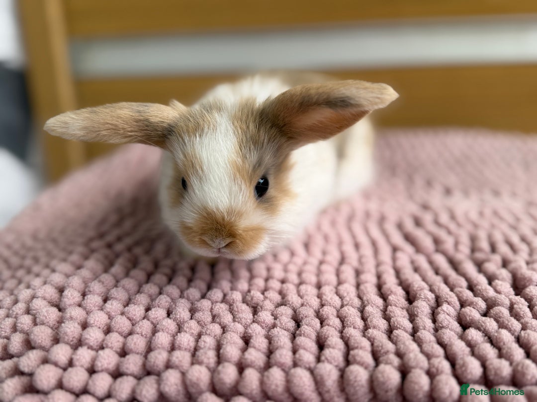 Mini Lop rabbits for sale: 4 baby mini lop bunnies  - Image 7