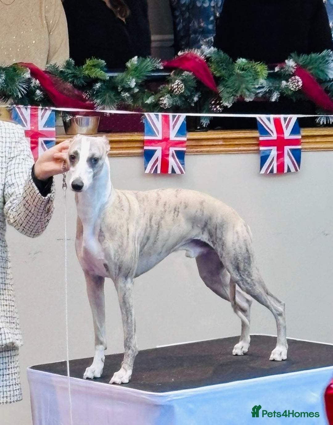 Whippet dogs for stud: Quality Whippet For Stud  - Advert 1