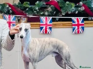 Whippet dogs Quality Whippet For Stud - Advert 2