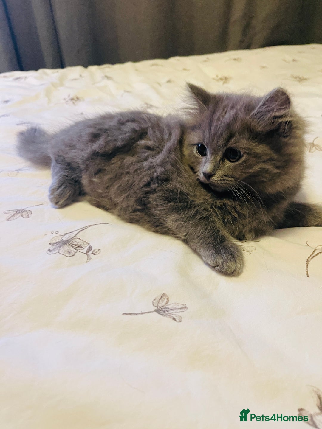 British Shorthair cats for sale: 🌟Gorgeous Male British Shorthair Kitten 🌟 - Advert 2