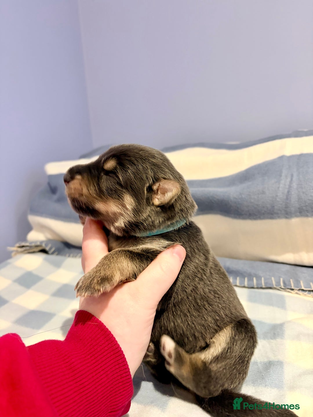 German Shepherd dogs for sale: 🐶 Beautiful KC Registered Puppies Available 🐶 - Advert 10