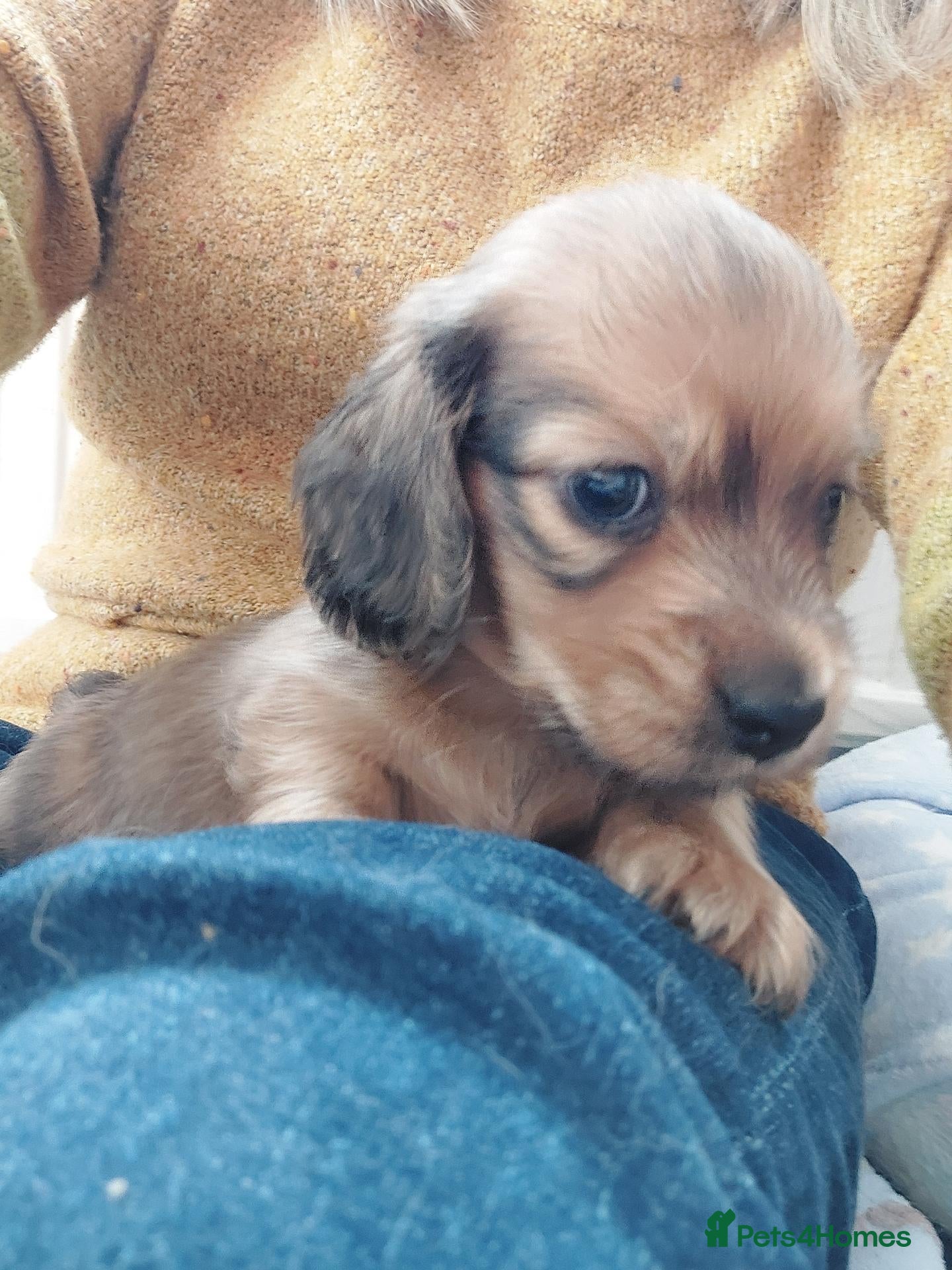 Miniature Dachshund dogs for sale: PEDIGREE MINI LONG HAIRED DACHSHUNDS PICS COMING - Advert 2