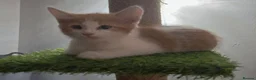 British Shorthair cats for sale: 6 beautiful kittens  in Tipton - Advert 17