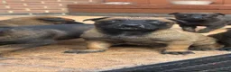 Belgian Shepherd Dog dogs for sale: BRN registered - proven breeding  - Advert 12