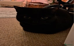 Mixed Breed cats for sale: 2 BROTHERS FOR SALE  - Image 1