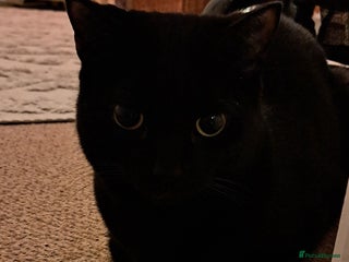 Mixed Breed cats - Advert 12