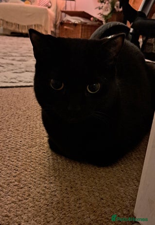 Mixed Breed cats - Advert 18