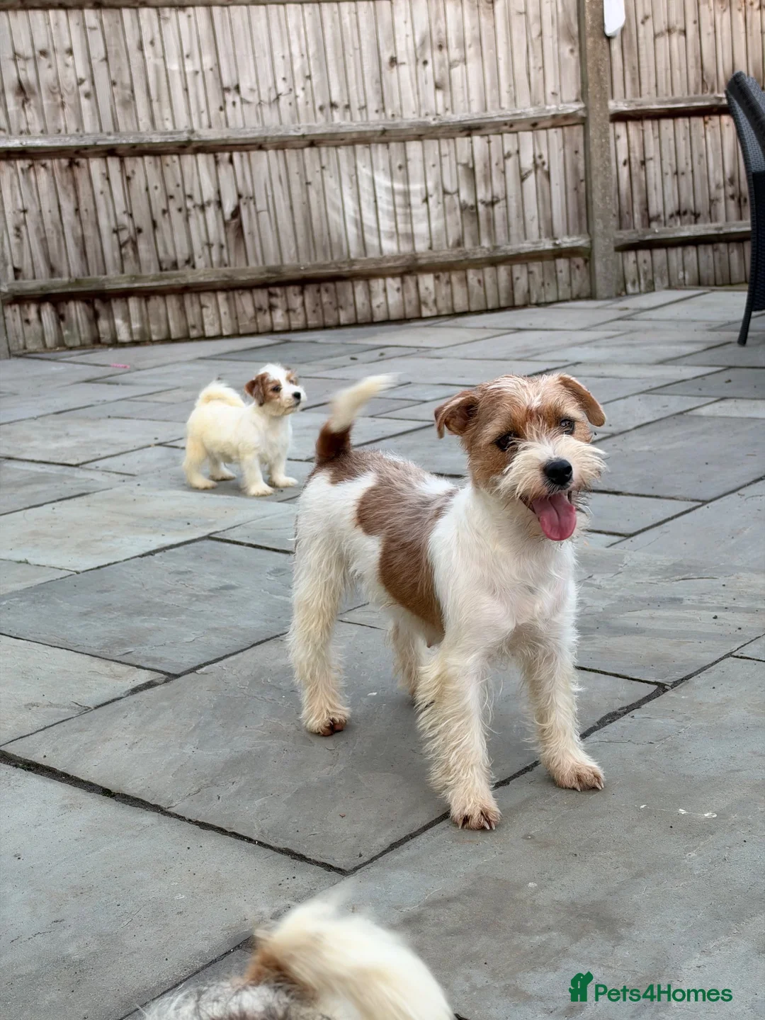 Jack Russell dogs for sale: 3 male Jack Russell puppies  - Advert 16