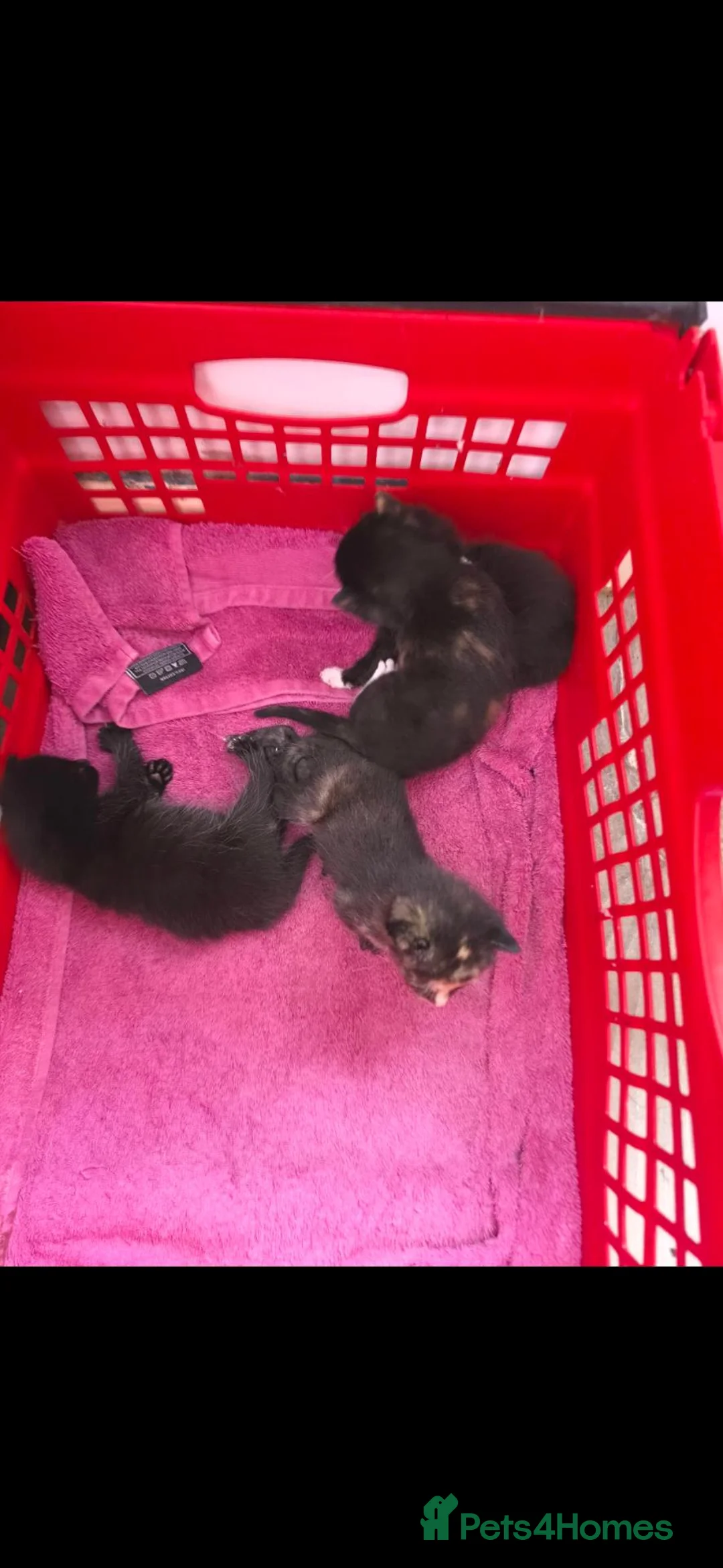 Mixed Breed cats for sale: 2 female kittens for sale  in Littlehampton - Advert 2