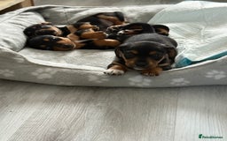 Mixed Breed dogs for sale: Mini dash x min jack russell - Image 6