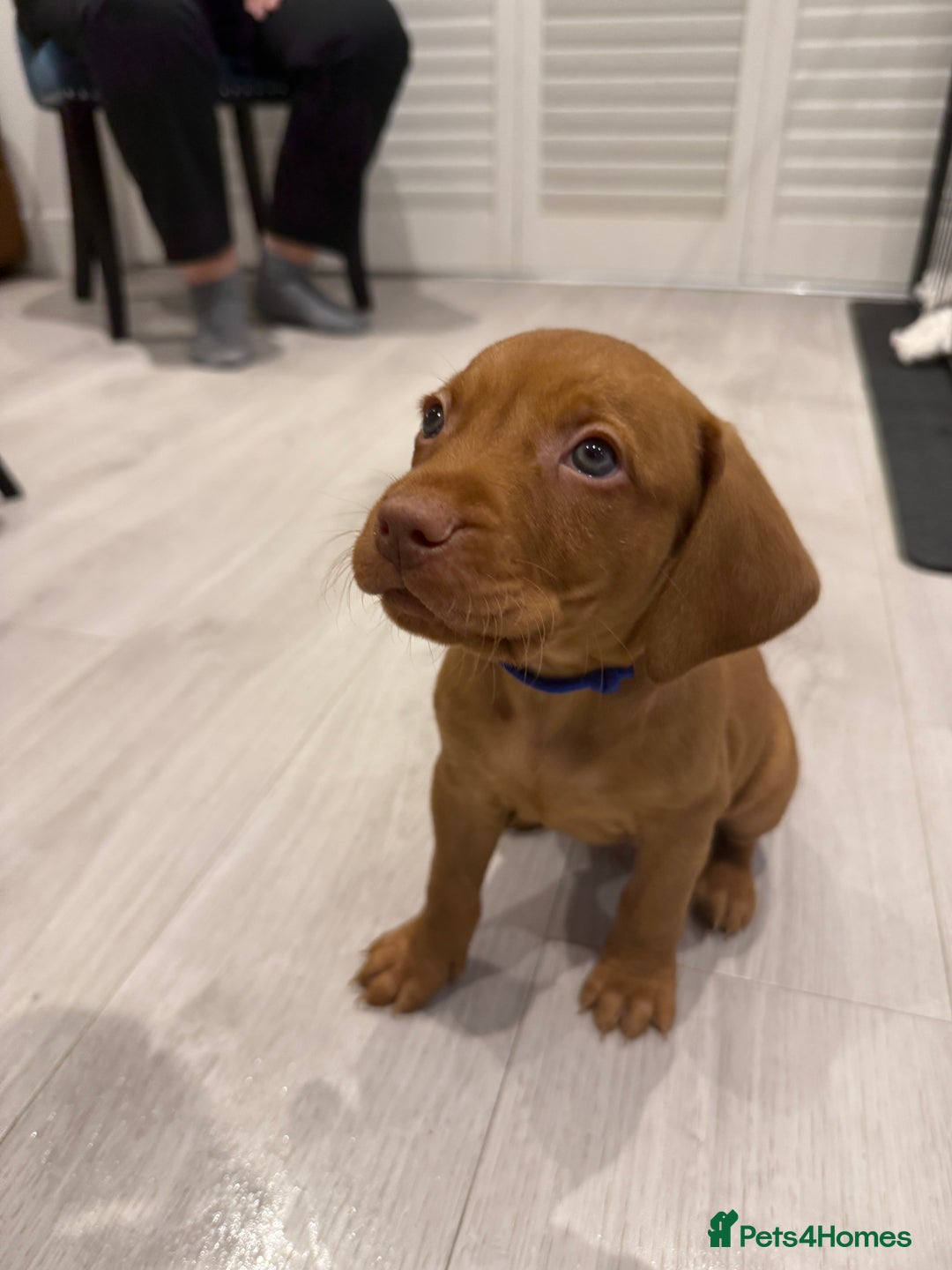 Hungarian Vizsla dogs for sale: Hungarian Vizsla Puppies – Prime Pedigree - Advert 6
