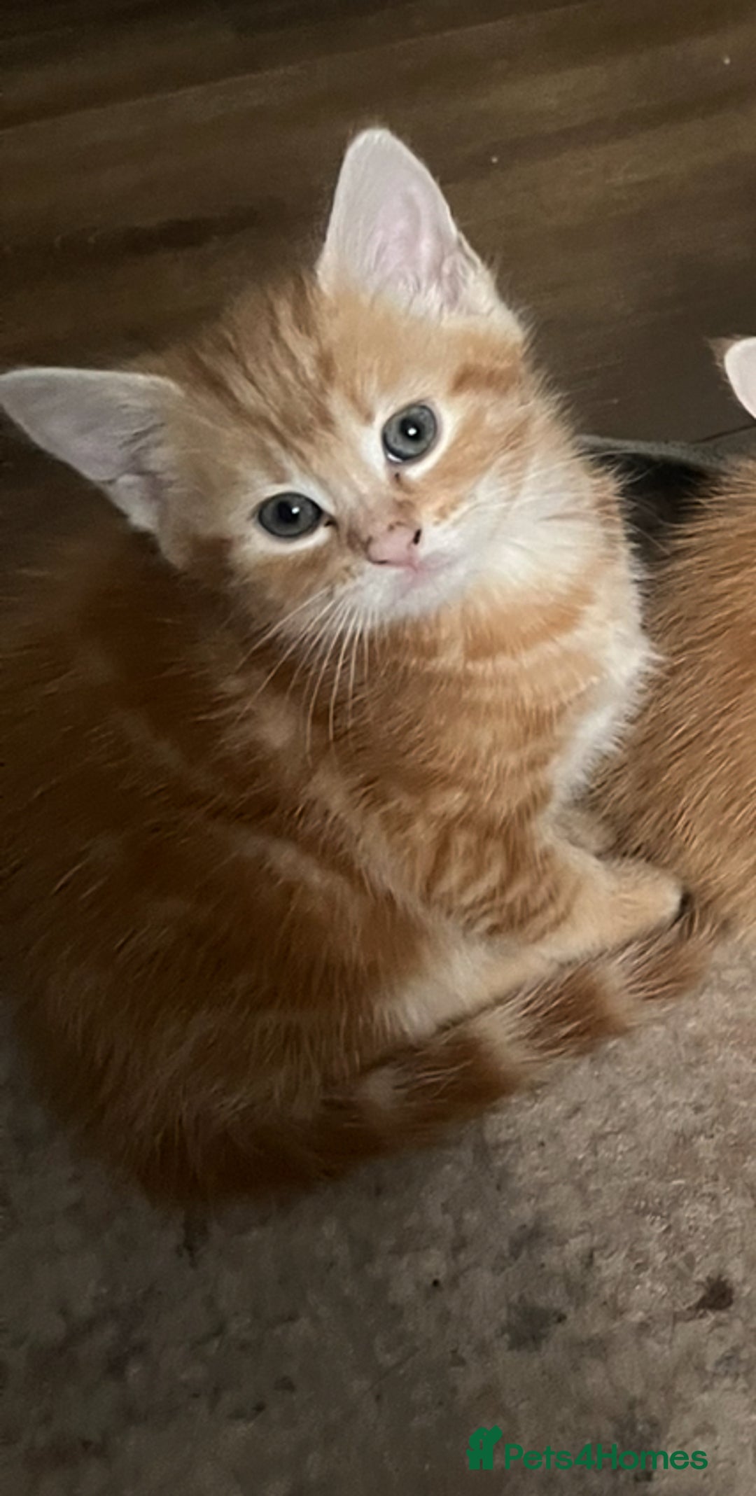 Mixed Breed cats for sale: Playful adorable kittens  - Advert 4