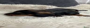 Dachshund 3