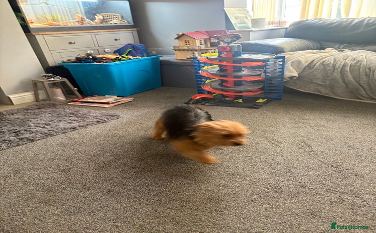 Yorkshire Terrier dogs - Advert 8