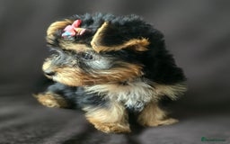 Yorkshire Terrier dogs for sale: Yorkshire Terrier Puppy 4 - 4 beautiful yorkie puppies  - Image 13