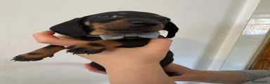 Dachshund 8