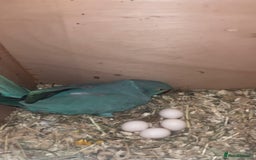 Ringnecks birds for sale: Proven 2022 hen for breeding with cage - Image 1