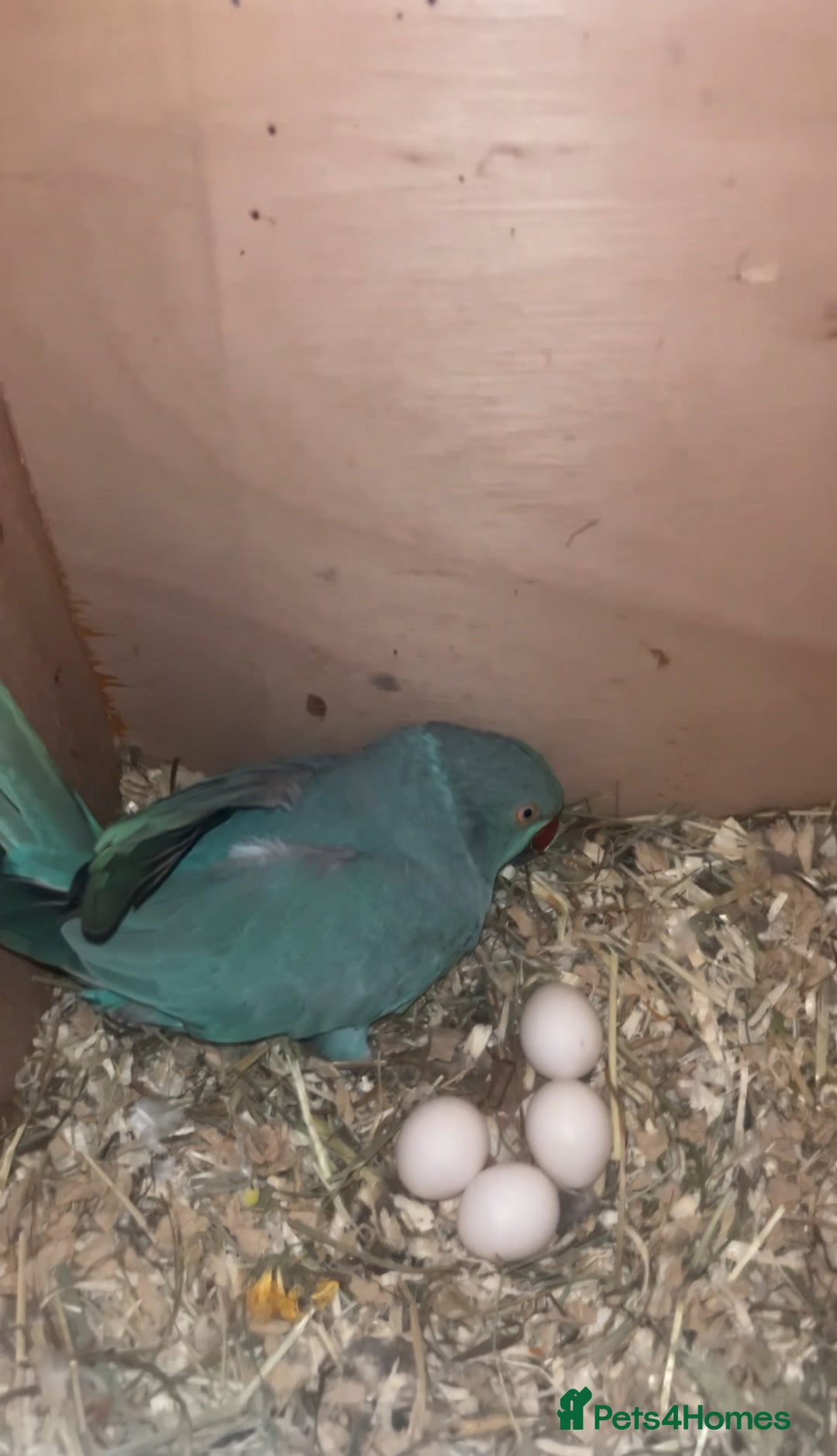 Ringnecks birds for sale: Proven 2022 hen for breeding with cage - Image 1