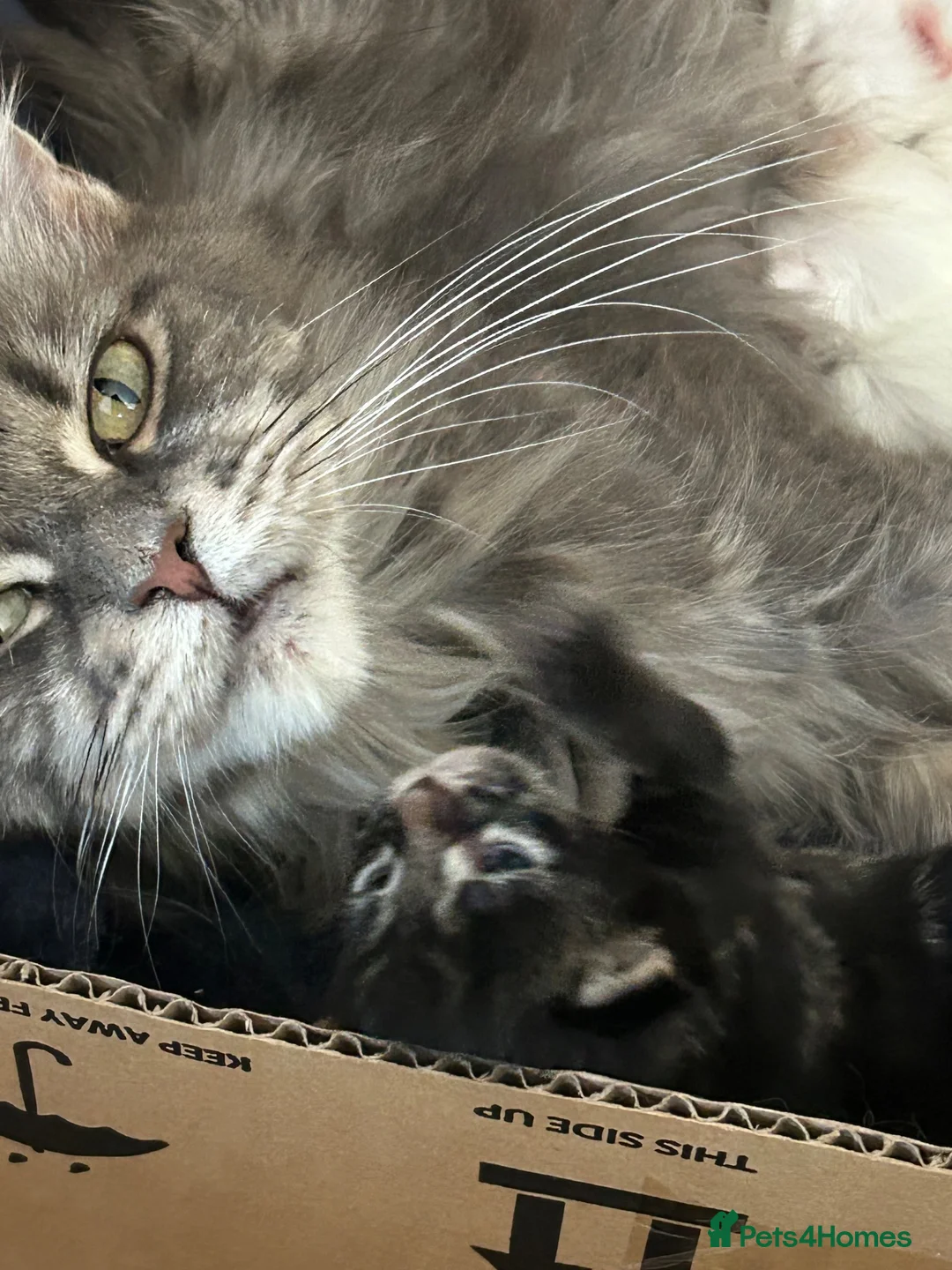 Maine Coon cats for sale: Maine coon kittens - Advert 2