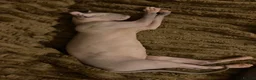 Sphynx cats for sale: Canadian elf sphinx - Advert 4