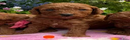 Miniature Poodle dogs for sale: Top Quality, Deep Red, KC Mini Poodles.  - Advert 21