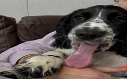 Cocker Spaniel dogs for sale: Working Cocker Spaniel  - Image 12
