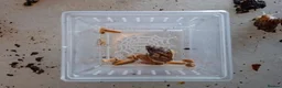 Snails invertebrates for sale: Giant African Land Snail starter kit - Advert 2