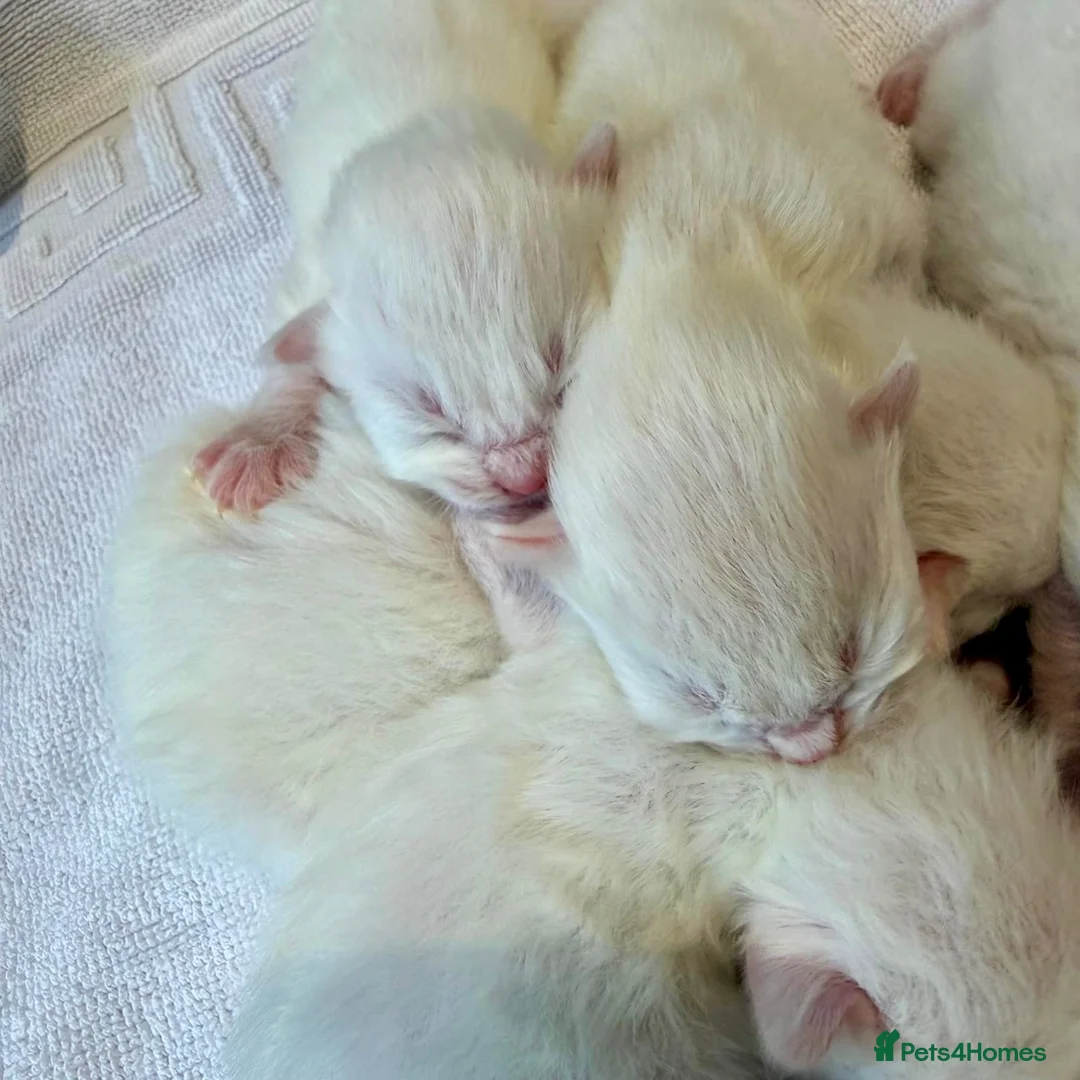 Ragdoll cats for sale: Rare Flame Lynx Ragdoll Kittens excellent Quality  - Advert 11
