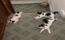 Mixed Breed cats for sale: 🐾 2 Super Friendly Male Kittens–Ready to Leave 🐾 - Image 2