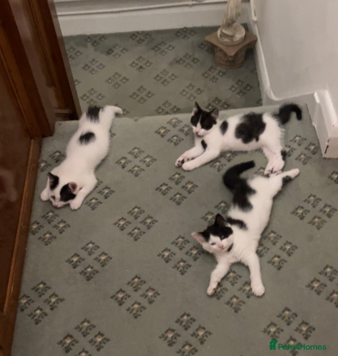 Mixed Breed cats for sale: 🐾 2 Super Friendly Male Kittens–Ready to Leave 🐾 - Image 2