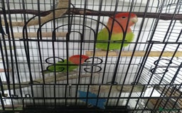 Lovebirds birds for sale: Unsexed pair of love birds  - Image 1