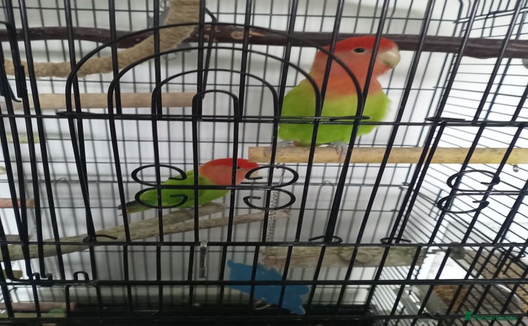 Lovebirds birds - Advert 1