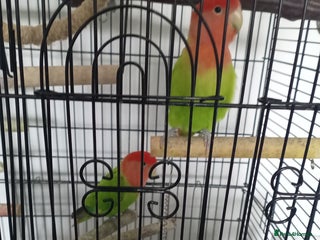 Lovebirds birds - Advert 9