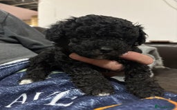 Poochon dogs for sale: Poochon puppies for sale - Image 3