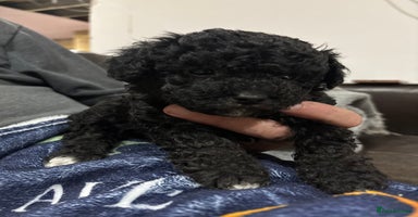 Poochon dogs - Advert 3