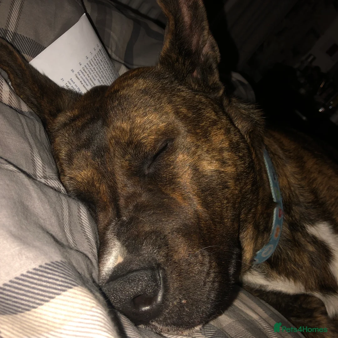 Mixed Breed dogs for sale: Male Akita staffy called sully - Advert 3