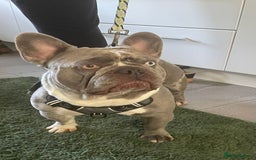 French Bulldog dogs for stud: LILAC MERLE STUD in Wednesbury - Image 4