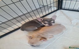 French Bulldog dogs for sale: Lilac puppy boy micro lines  - Image 1