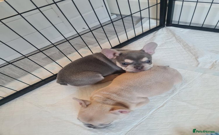 French Bulldog dogs - Advert 3