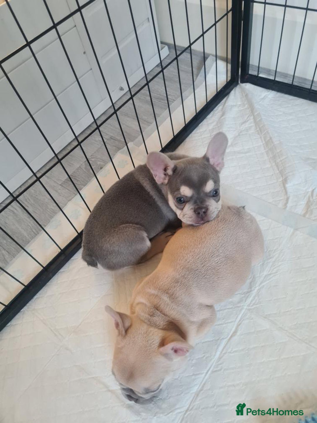 French Bulldog dogs for sale: Lilac puppy boy micro lines  - Image 1