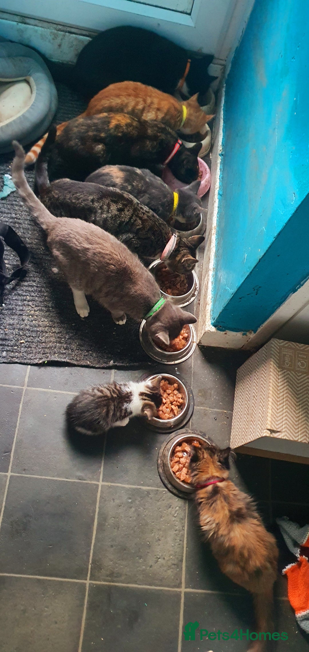 Mixed Breed cats for sale: Little cleo - Advert 1