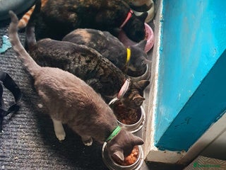 Mixed Breed cats Little cleo - Advert 1