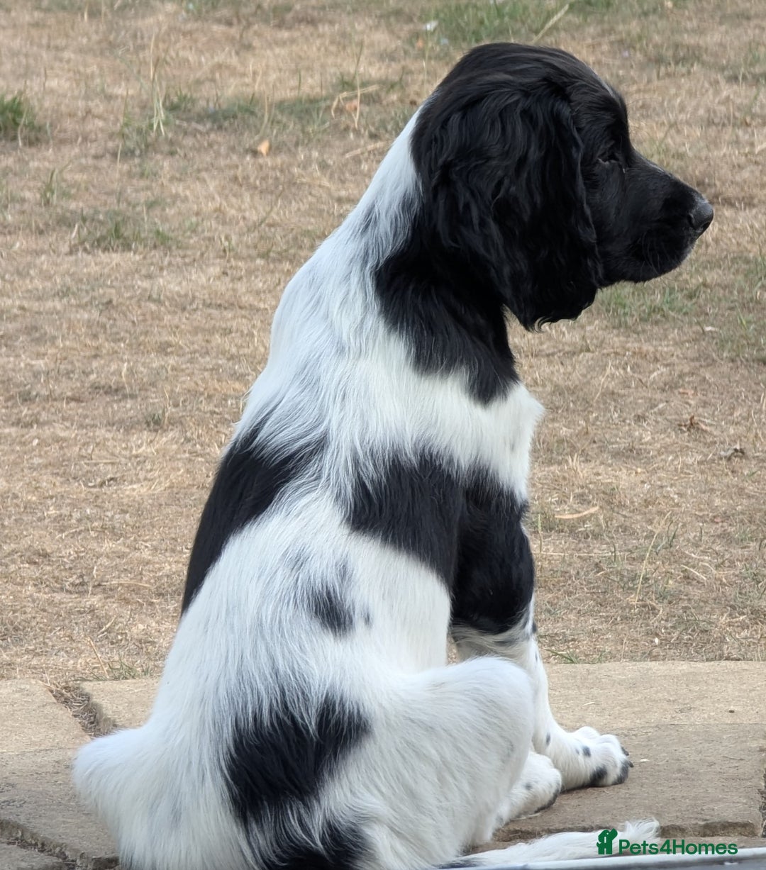 English Springer Spaniel dogs for sale: Handsome English Springer Spaniel Puppy  - Image 2